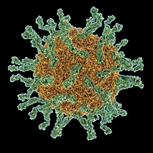 Pathogen Prints: Poliovirus Type I