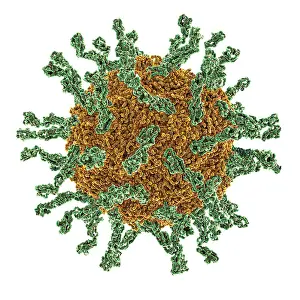 Pathogen Prints: Poliovirus Type I