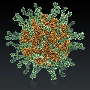 Pathogen Prints: Poliovirus Type I