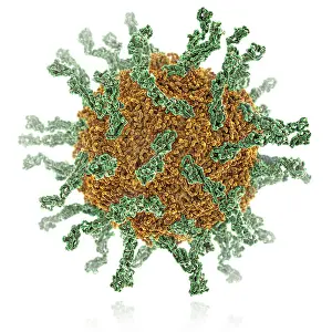 Pathogen Prints: Poliovirus Type I