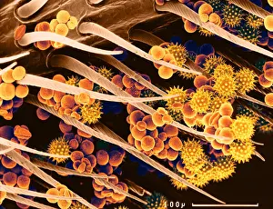 : Pollen on a Bee, scanning electron micrograph