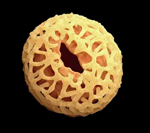 Circle Prints: Pollen grain, artwork