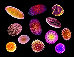 Daffodil Prints: Pollen Grains
