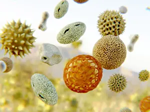 Wind Prints: Pollen grains of various plant species