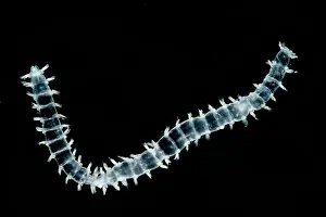Segmented Prints: Polychaete Worm