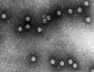 Stained Prints: Polyoma Virus