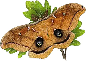 Moth Prints: Polyphemus Moth, A. polyphemus, Illustration