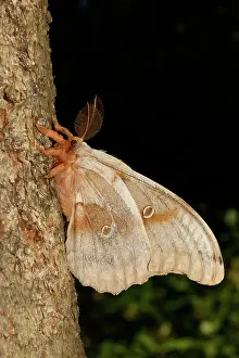 Insect Prints: Polyphemus moth (Antheraea polyphemus)