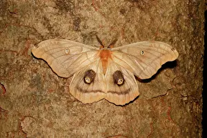 Many Science & Medical Prints: Polyphemus moth (Antheraea polyphemus)
