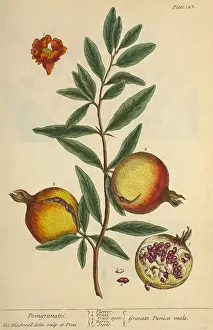 Fruit Prints: Pomegranate, Medicinal Plant, 1737
