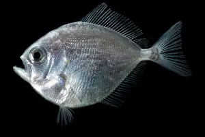 Weed Prints: Pomfret