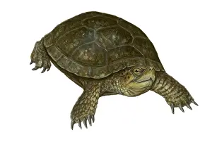 Ponds Prints: Pond Turtle