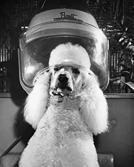 Science Source Collection Prints: Poodle Dog Under an Antique Hair Dryer, Nostalgia Humor