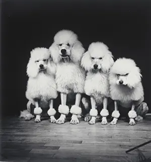Science Source Collection Prints: Poodle quartet