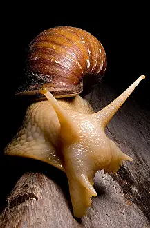 Snail Prints: Popelair's Megasnail