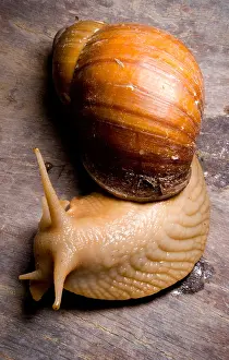Molluscks Prints: Popelair's Megasnail