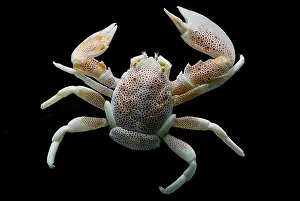 Relationship Prints: Porcelain Crab