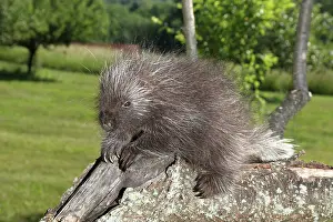 Dangerous Prints: Porcupine in tree