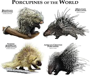 Malayan Prints: Porcupines of the World