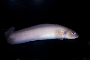 Eels Prints: Porous-Head Eelpout