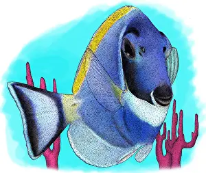 Surgeon Prints: Powder blue tang