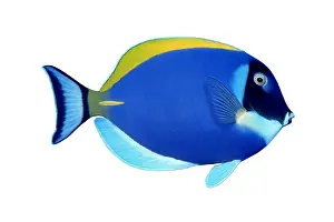 Fish Prints: Powder Blue Tang (Acanthurus leucosternon)
