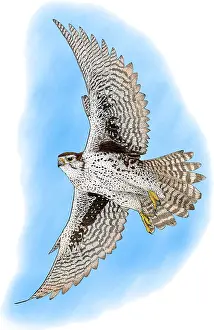 Prairie Prints: Prairie Falcon
