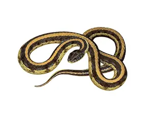 Garden Prints: Prairie Garter Snake