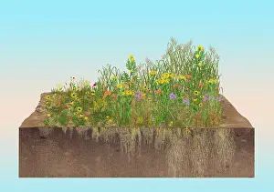 Best Sellers Part II Prints: Prairie Plants Succession, Illustration