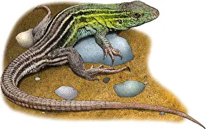 Prairie Prints: Prairie Racerunner, Illustration