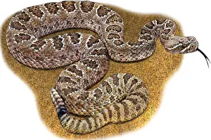 Spotted Prints: Prairie Rattlesnake, Illustration