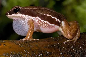 Central Prints: Pratt's rocket frog