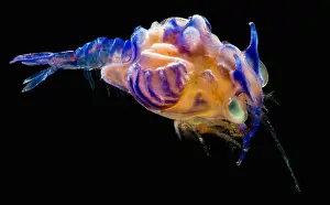 Decapod Prints: Prawn Larva