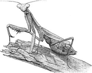 Mantis Prints: Praying Mantis