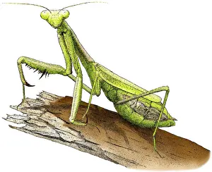 Predatory Prints: Praying Mantis