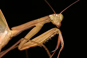 Insect Prints: Praying mantis