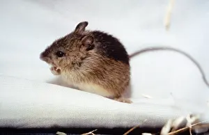 : Preble's Meadow Jumping Mouse