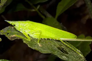 Orthoptera Prints: Predatory Katydid