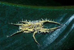 Predatory Prints: Predatory Tropical Fungus