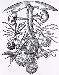 Reproductive Prints: Pregnancy, 16th century artwork