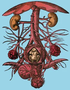 Reproductive Prints: Pregnancy, 16th century artwork