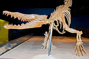 Ancient Prints: Prehistoric Vogtle Whale Skeleton, Georgiacetus vogtlensis