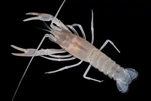 Work Prints: Prickly cave crayfish