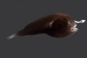 Linophrynidae Prints: Prickly Dreamer Anglerfish