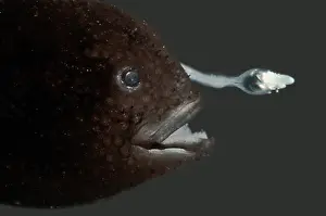 Fish Prints: Prickly Dreamer Anglerfish