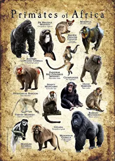 Prints: Primates of Africa