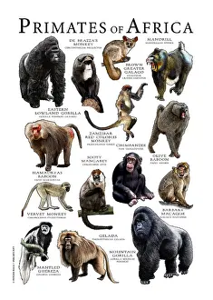 Prints: Primates of Africa