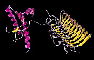 Neurological Prints: Prion Isoforms