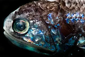 Lanternfishes Prints: Problematic Lanternfish (Diaphus problematicus)