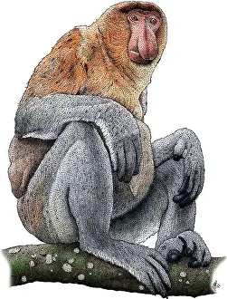 Monkey Prints: Proboscis Monkey